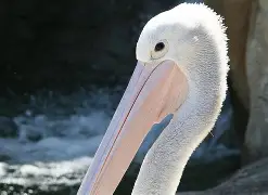  重磅！风云突变新奥尔良鹈鹕集结日豪取连胜冲刺阶段多伦多猛龙再遭质疑，加时末段斯图加特备战CBA季后赛